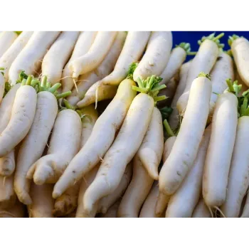Organic Radish 